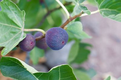 Close-up of figs growing on tree