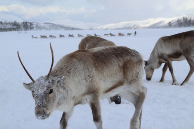 Deer on snow covered land