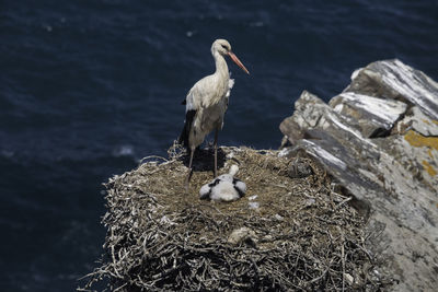 View of one  stork in nest