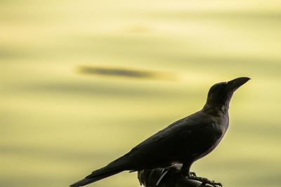 Close-up of bird perching