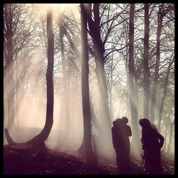 Trees in forest