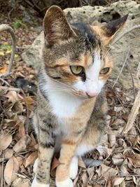 High angle view of cat on field