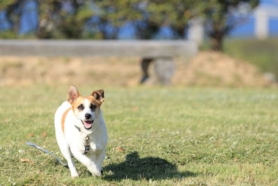 Dog running in field