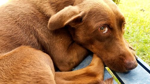 Close-up of a dog looking away