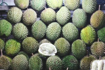 Full frame shot of succulent plant in market