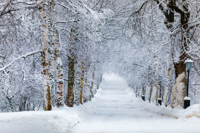 Winter park, along the road there are snow-covered trees, on the edges of large snowdrifts.