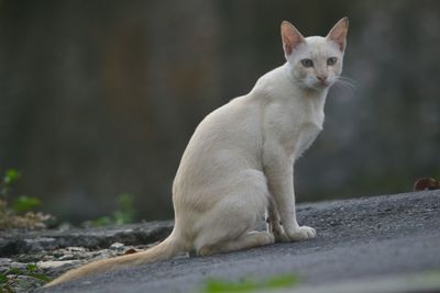 Portrait of cat sitting outdoors