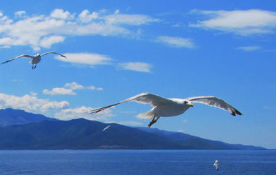 Seagull flying over sea