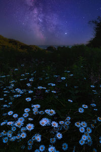 Scenic view of flowering plants and trees on field against sky