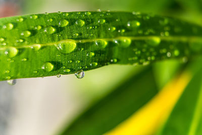 Close-up of raindrops on leaves