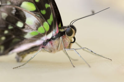 Macro shot of butterfly over white background