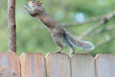 Close-up of squirrel on tree