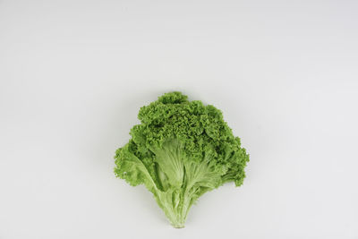 Close-up of green leaf against white background