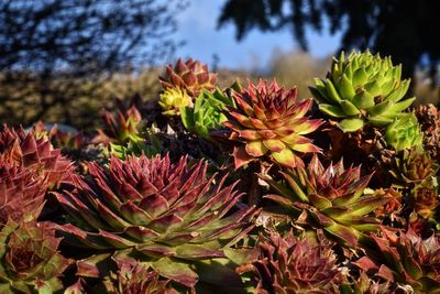 Close-up of succulent plant