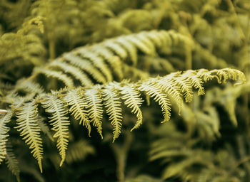 Close-up of fern leaves