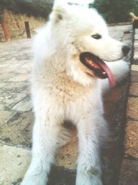 Close-up of white dog