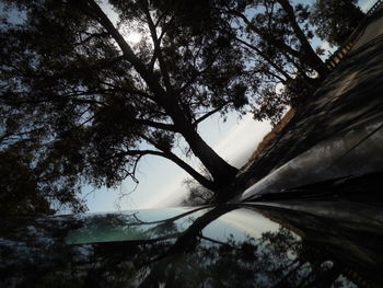 Low angle view of trees against sky