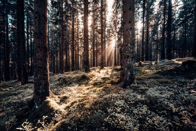 Pine trees in forest