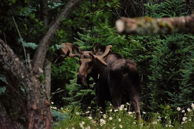 Big bull moose 