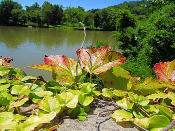 Plants and leaves in lake