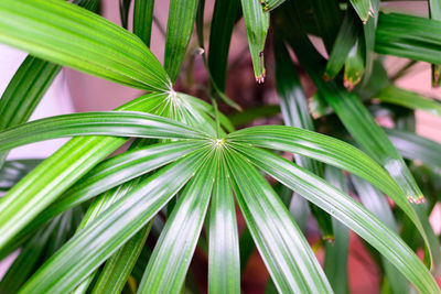 Close-up of green leaves