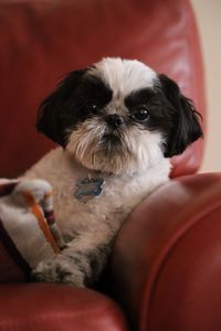 Close-up portrait of a dog