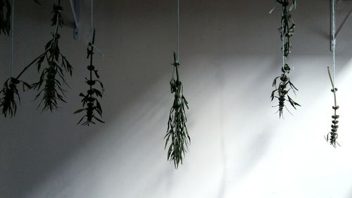 Close-up of snow covered plant against wall