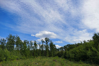 Low angle view of trees against sky