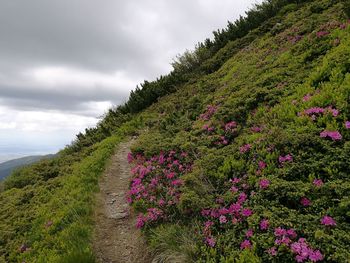 Scenic view of flowering plants on land against sky