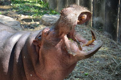 Close-up of horse in zoo