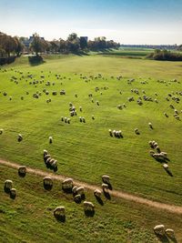 Flock of sheep grazing in a field