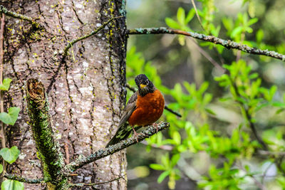 Low angle view of bird perching on tree