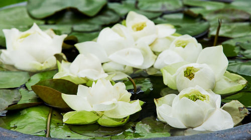 Close-up of white flowering plant leaves