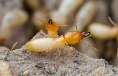 Close-up of insects