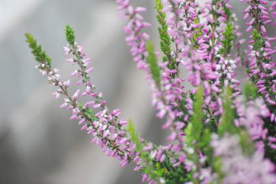 Close-up of purple flowers blooming outdoors