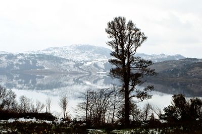 Trees on landscape against sky