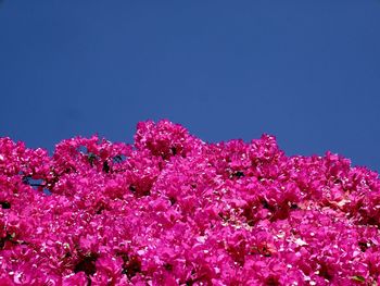 Pink flowers blooming on tree