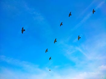 Low angle view of birds flying in sky