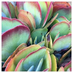 Full frame shot of plants