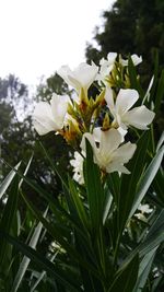 Close-up of white flowers