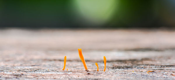 Close-up of leaf on sand