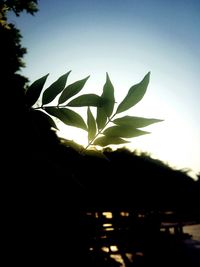 Close-up of silhouette plant against sky