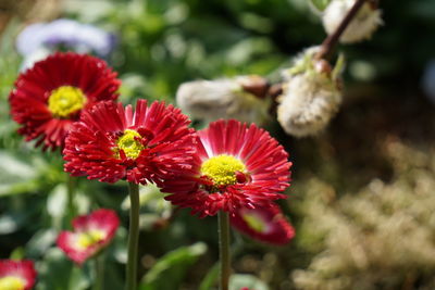 Close-up of pink flower