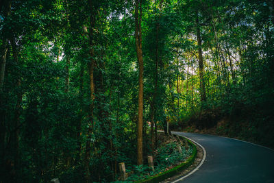 Road amidst trees in forest