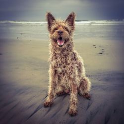 Close-up of dog on beach against sky