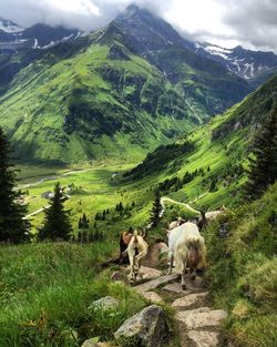 Cows walking on pathway against mountains