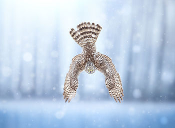 Portrait of goshawk in mid-air during winter