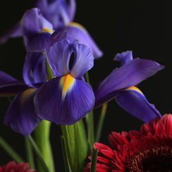 Close-up of purple flowers blooming outdoors