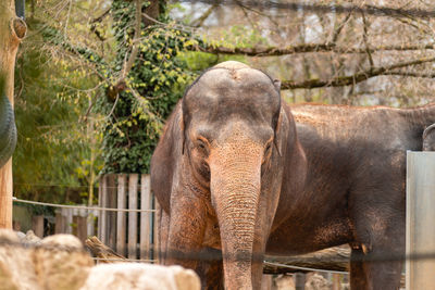 Elephant in a zoo