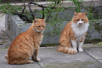 Portrait of ginger cat sitting outdoors